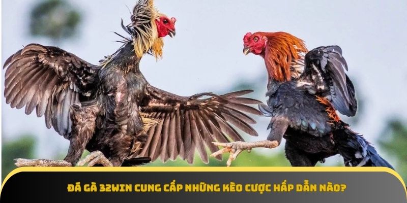 Đá gà 32Win cập nhật nhiều kèo cược hấp dẫn