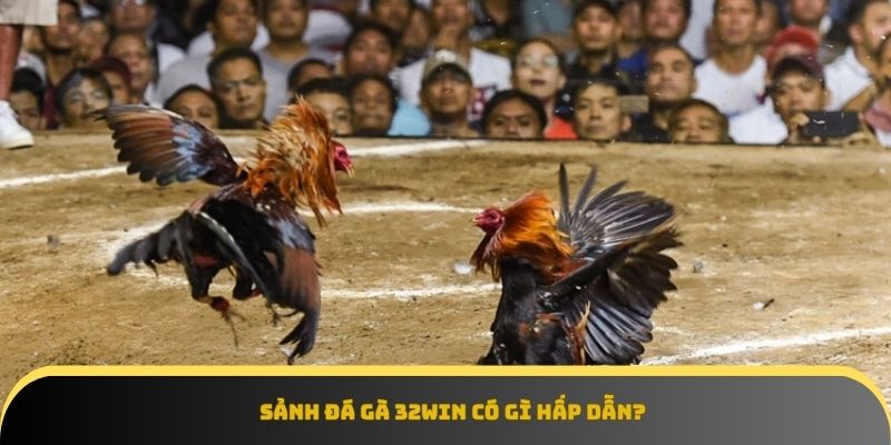 Sảnh đá gà 32Win hội tụ những đấu trường đỉnh cao châu Á