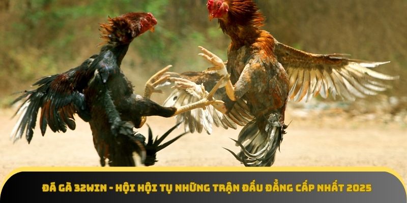 Đá Gà 32Win - Hội Hội Tụ Những Trận Đấu Đẳng Cấp Nhất 2025